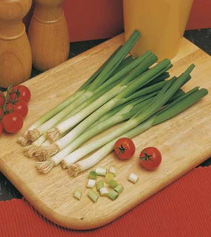 Shallot Longwhite Bunching 650 Seeds