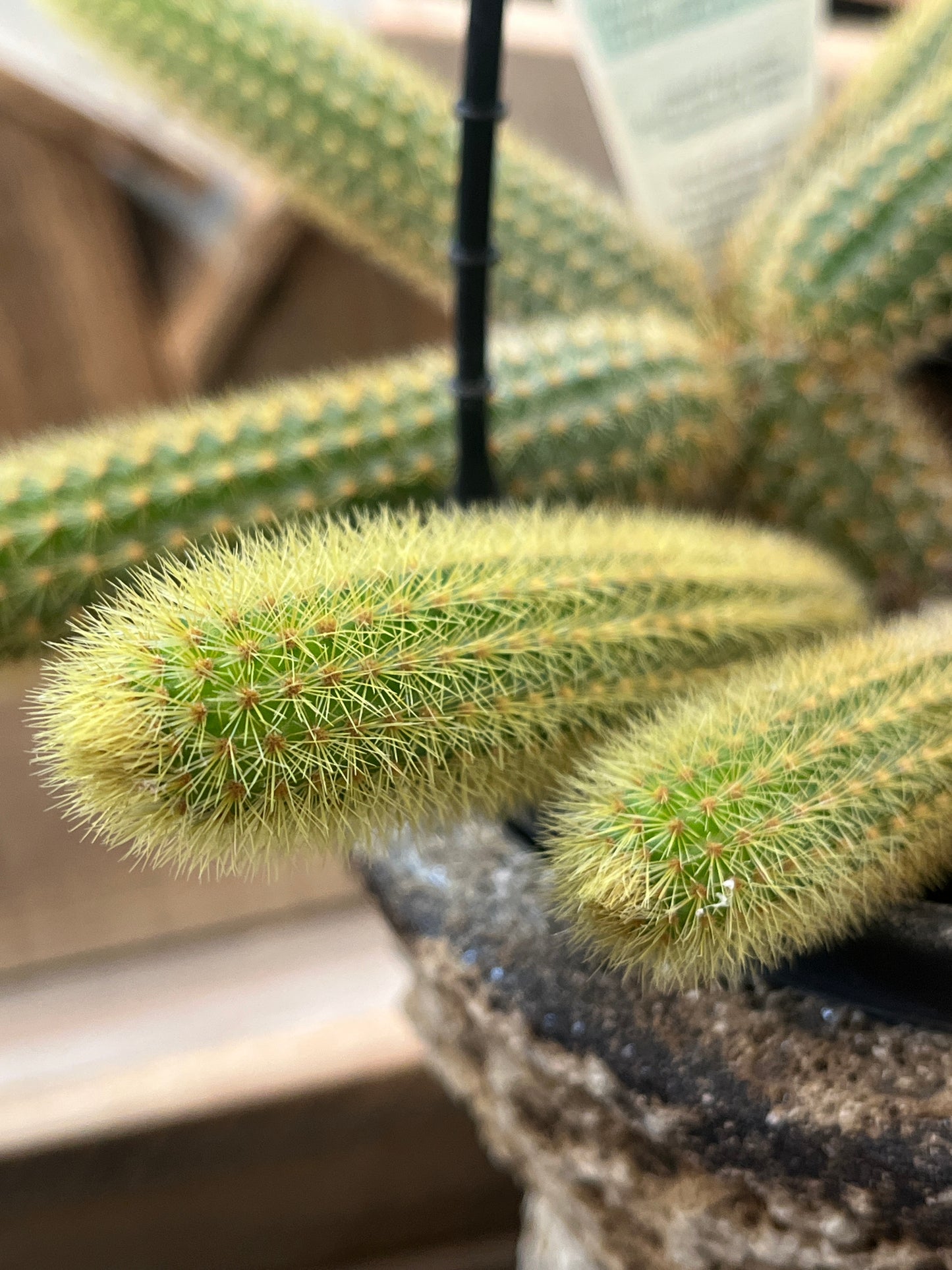 Disocactus flagelliformis Rat Tail Cactus Hanging Basket 15cm