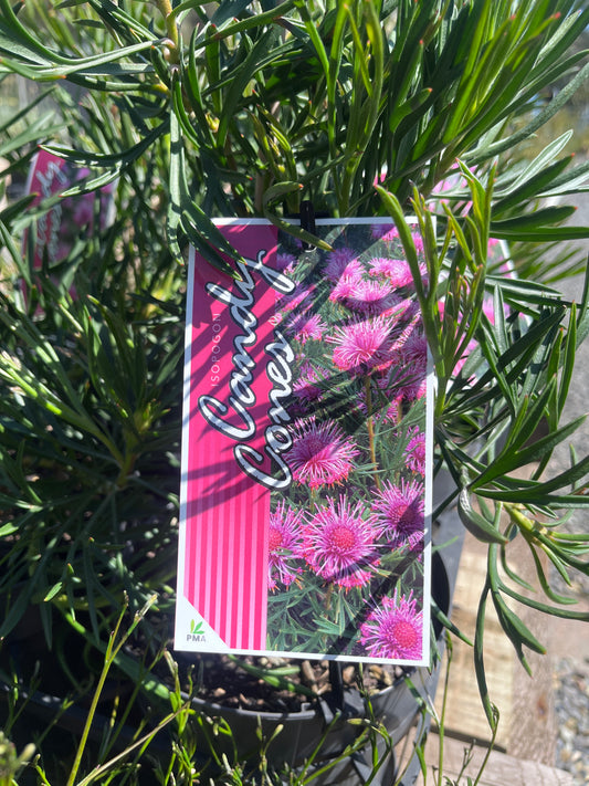 Isopogon formosus Candy Cones 18cm