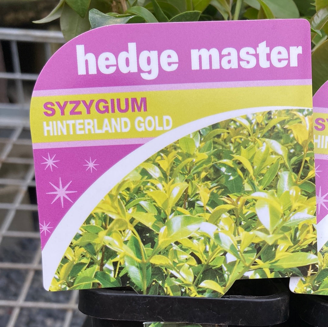 Syzygium australe "Hinterland Gold" 70mm