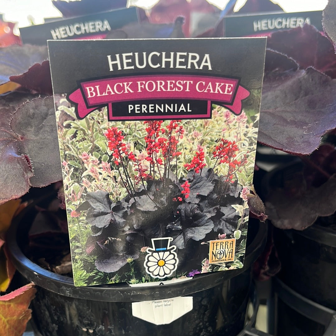 Heuchera 'Black Forest Cake' 14cm