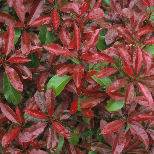 Photinia glabra rubens 7cm
