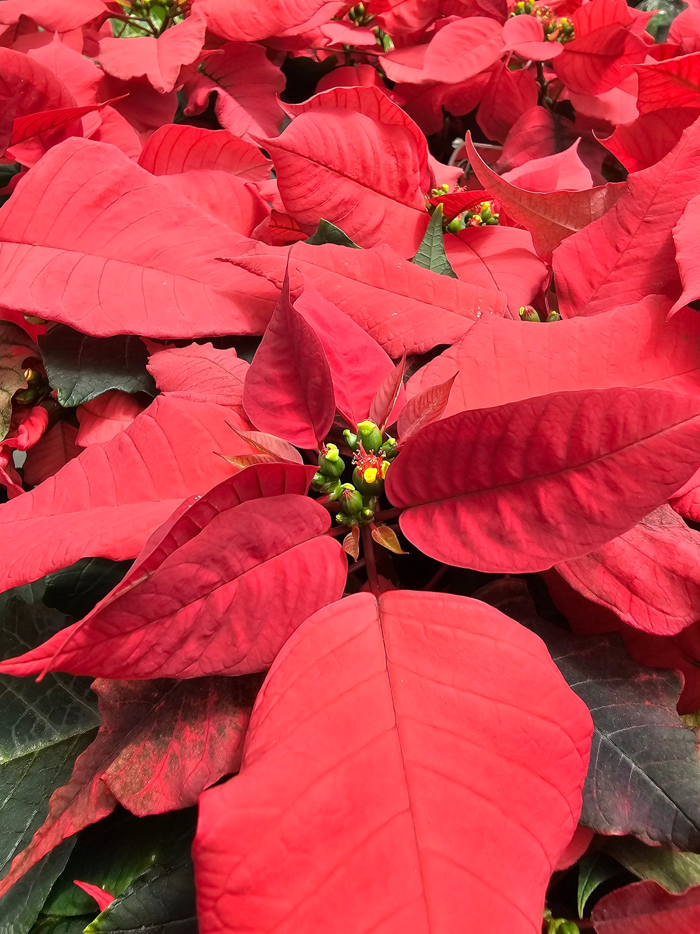Poinsettia Euporbia pulcherrima Red 120mm