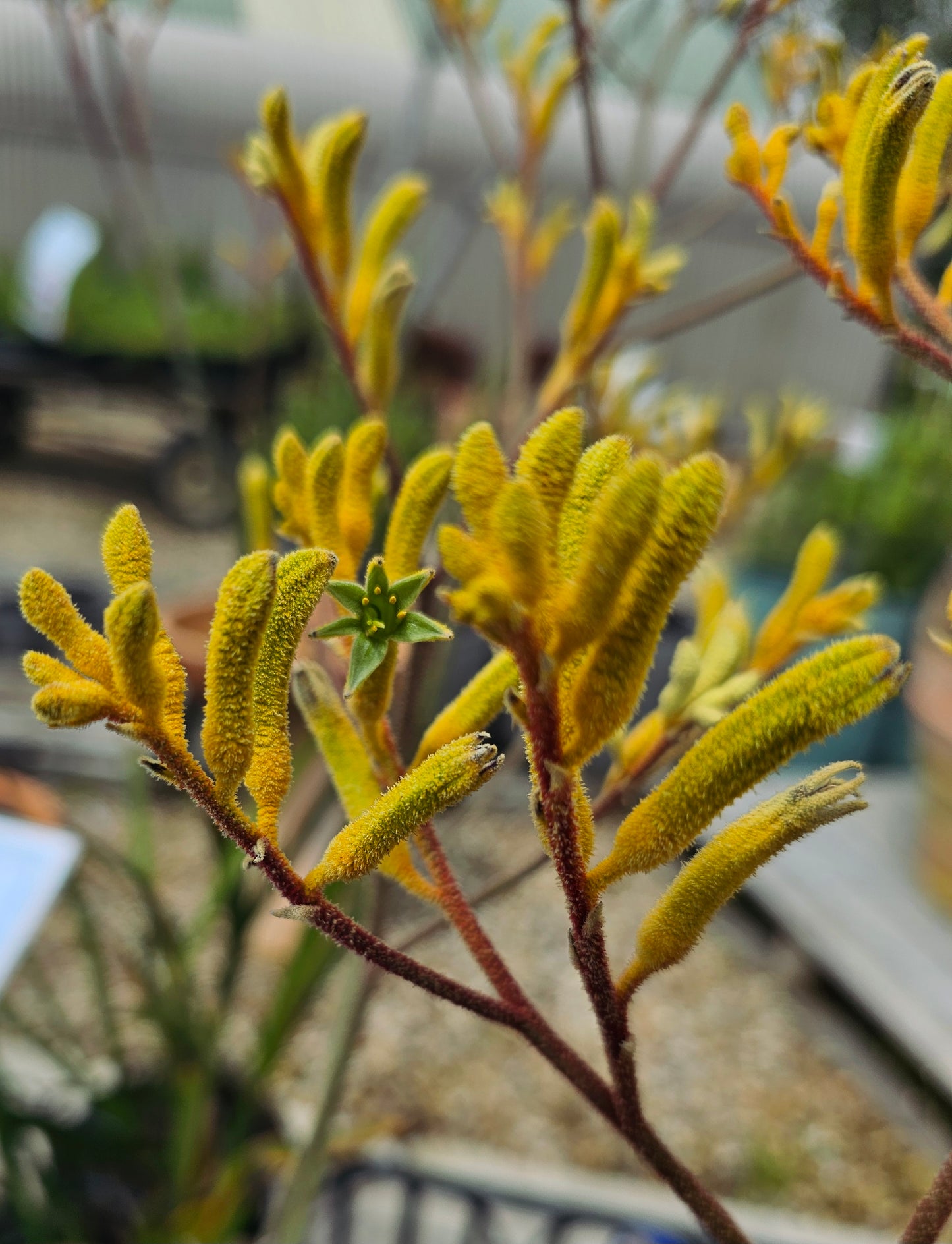 Anigozanthos Landscape Gold 14cm