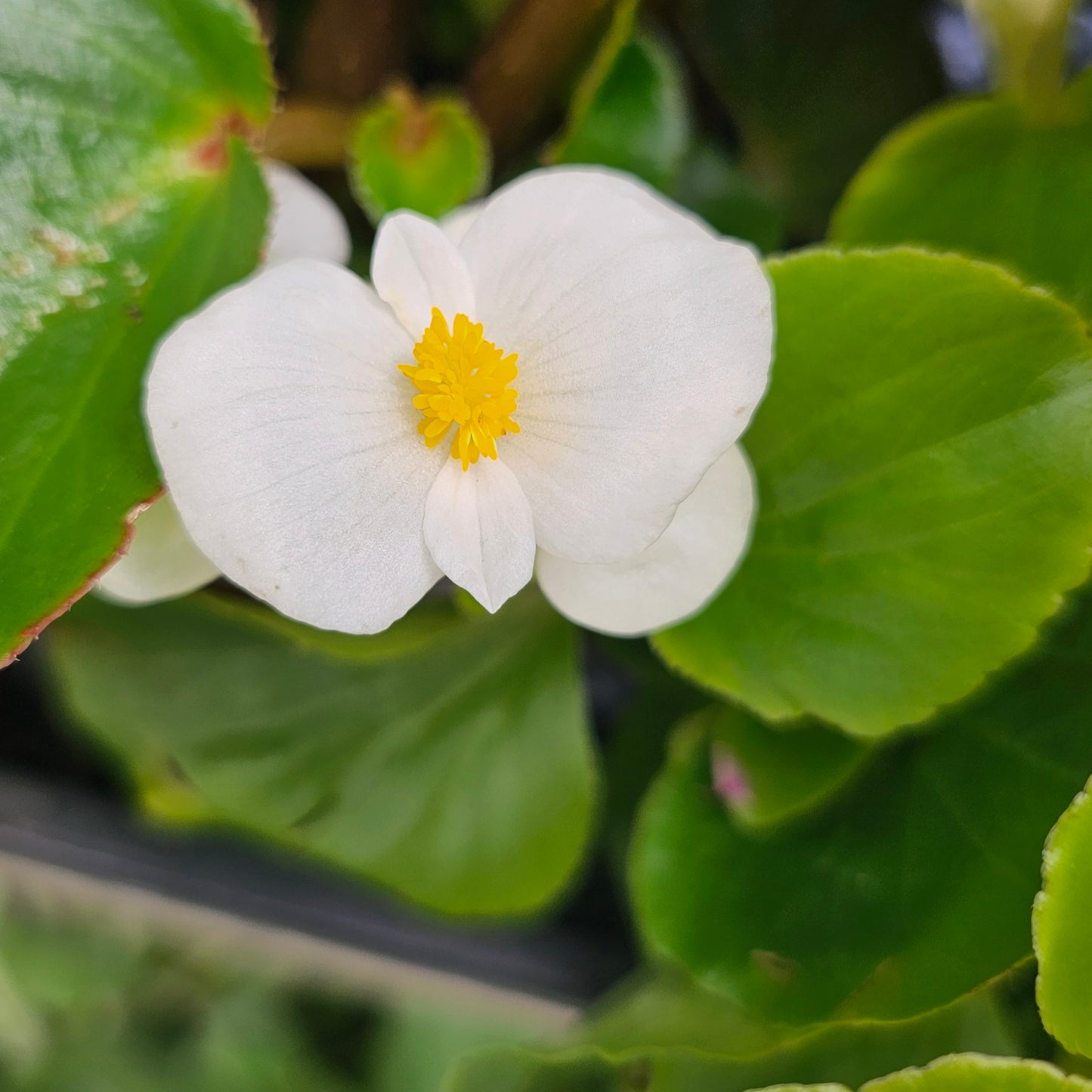 Begonia Assorted 100mm