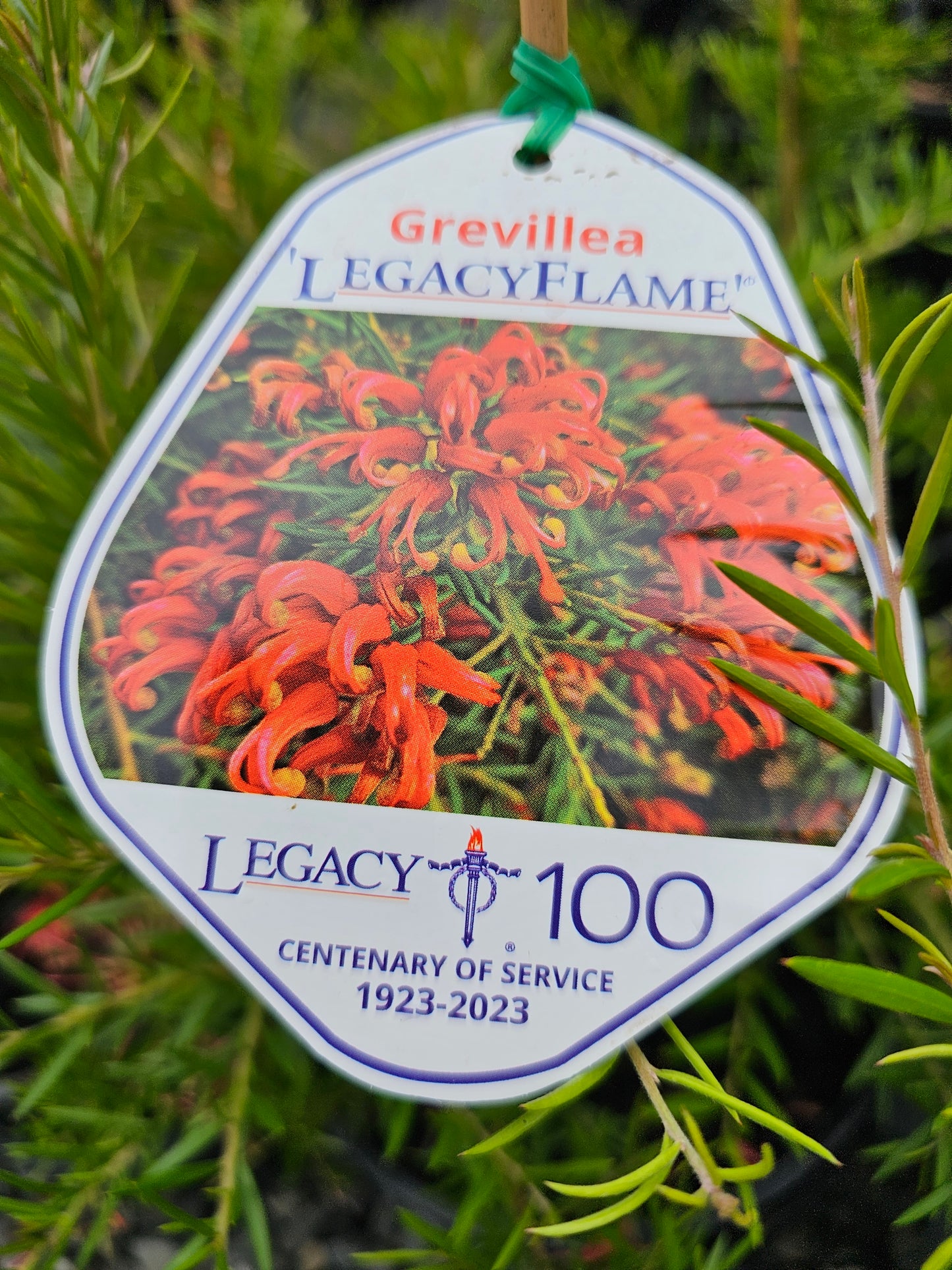 Grevillea 'Legacy Flame' 20cm