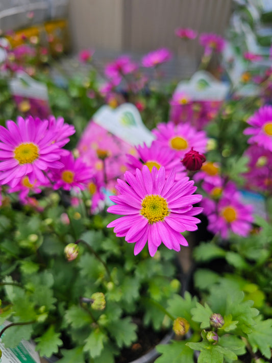 Brachyscome 'Radiant Magenta' 14cm