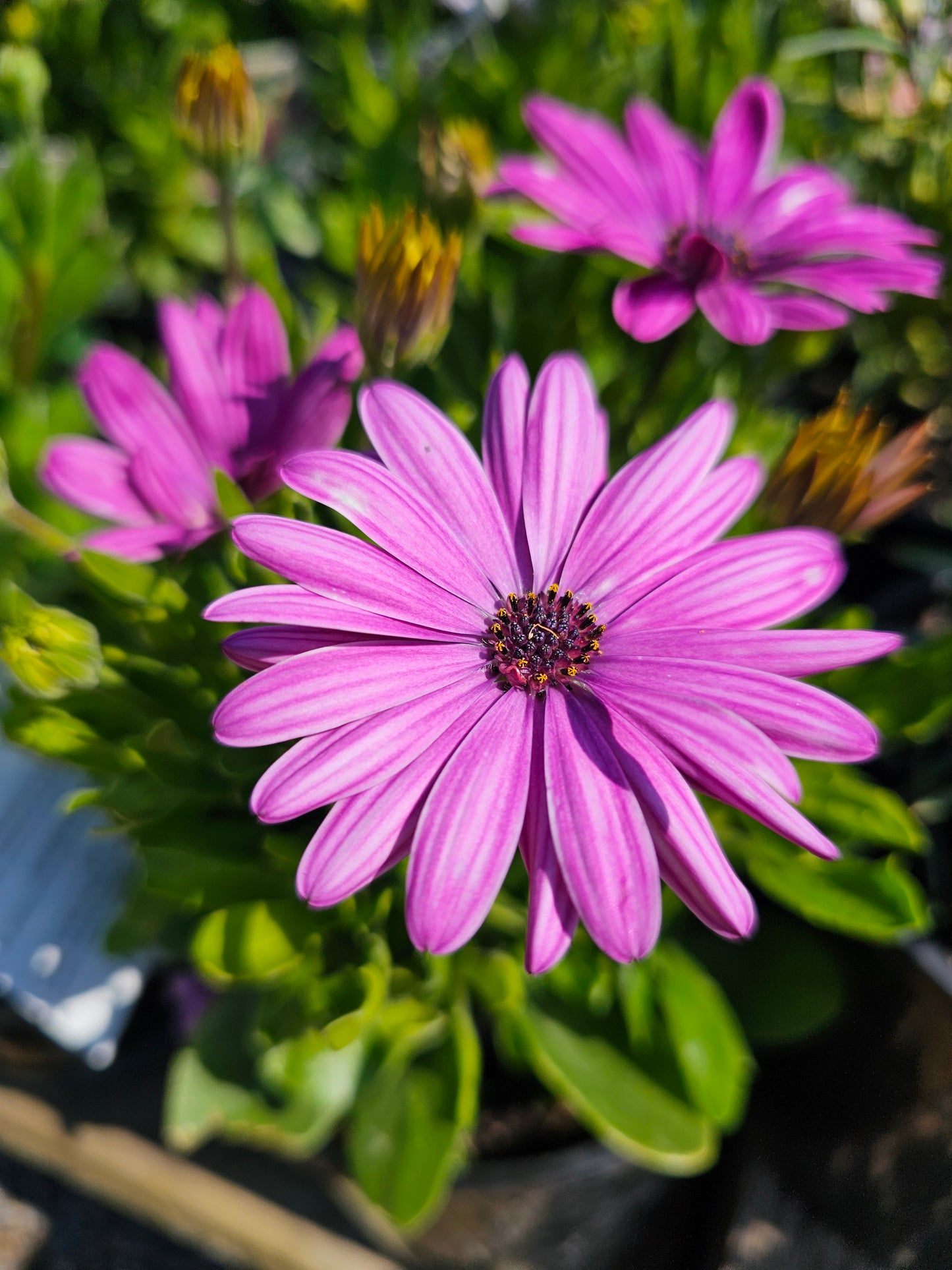 Osteospermum 'African Daisy' Mix 14cm