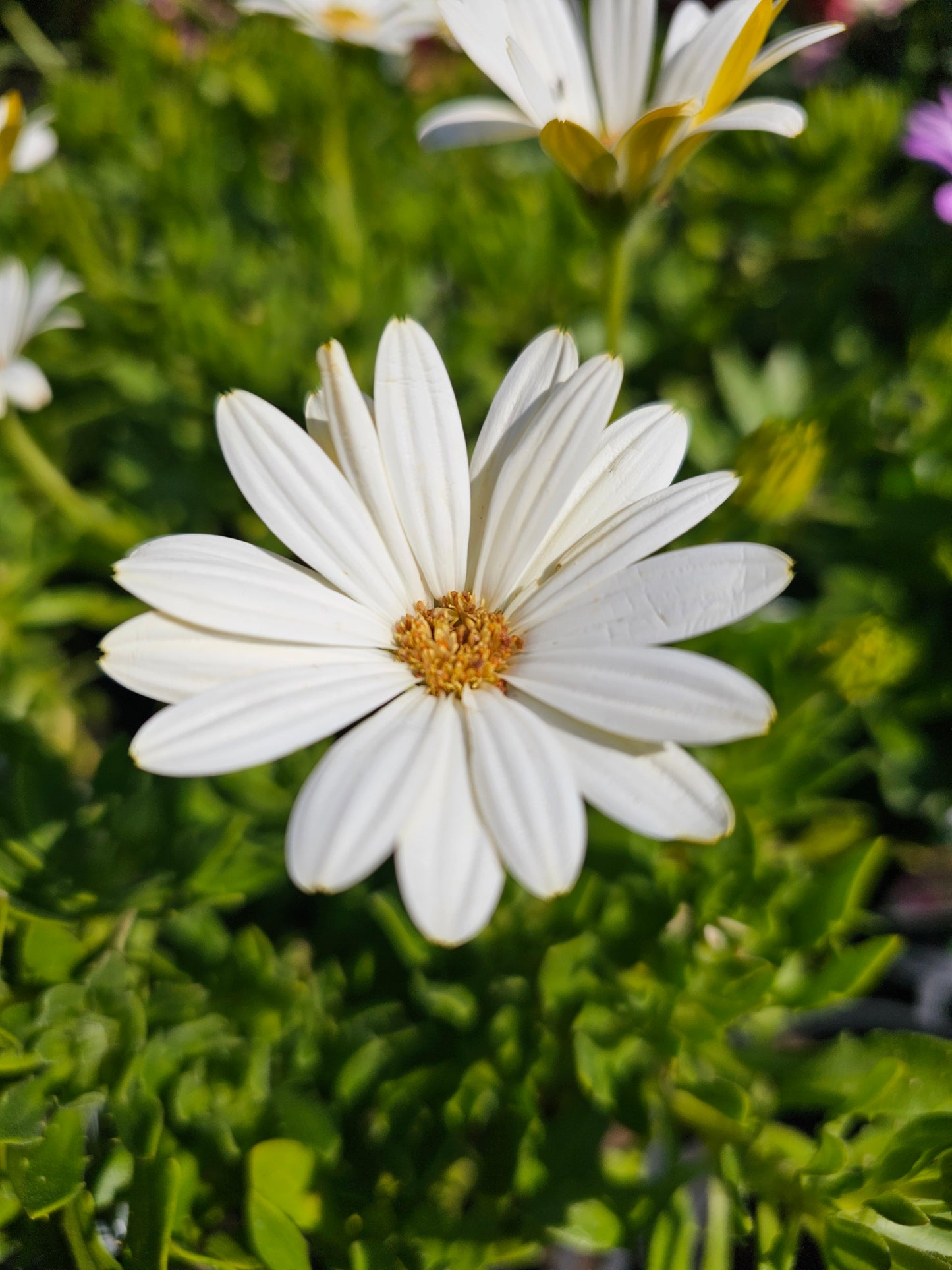 Osteospermum 'African Daisy' Mix 14cm