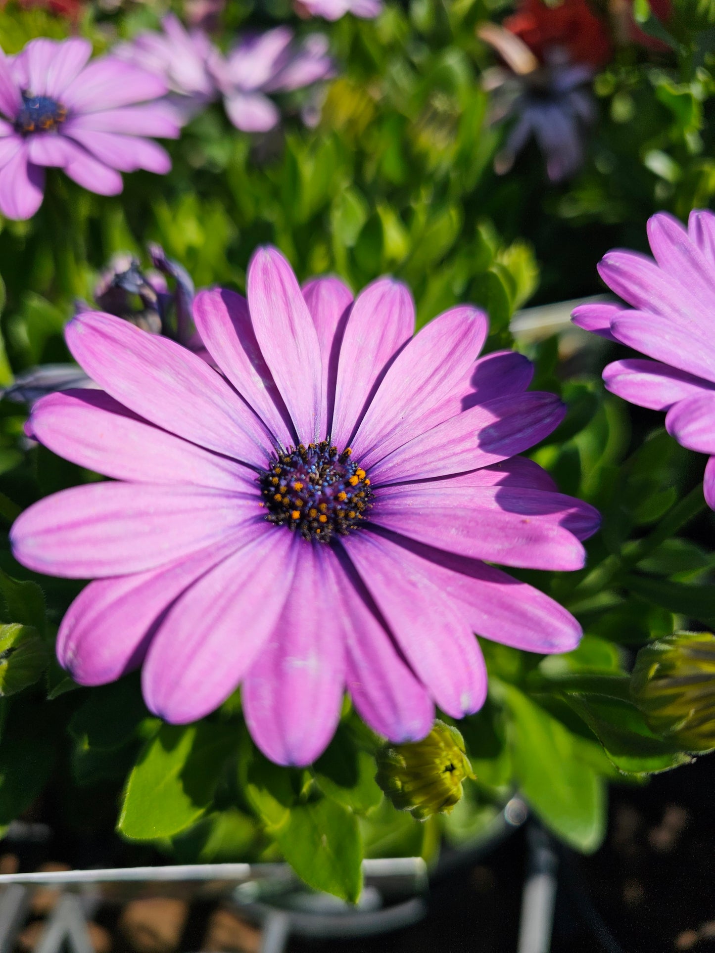 Osteospermum 'African Daisy' Mix 14cm