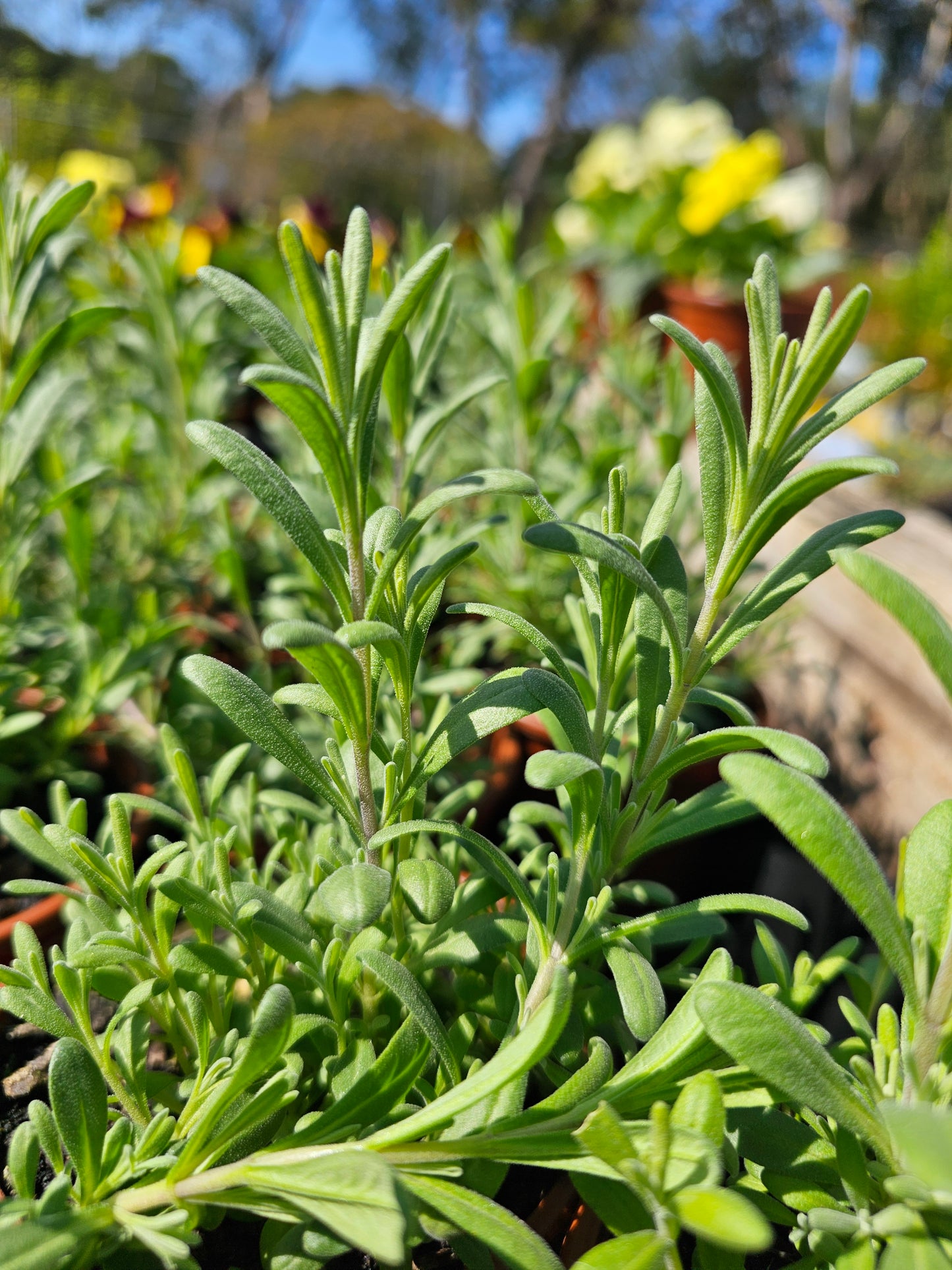 Lavender English 'Blue Scent' 100mm
