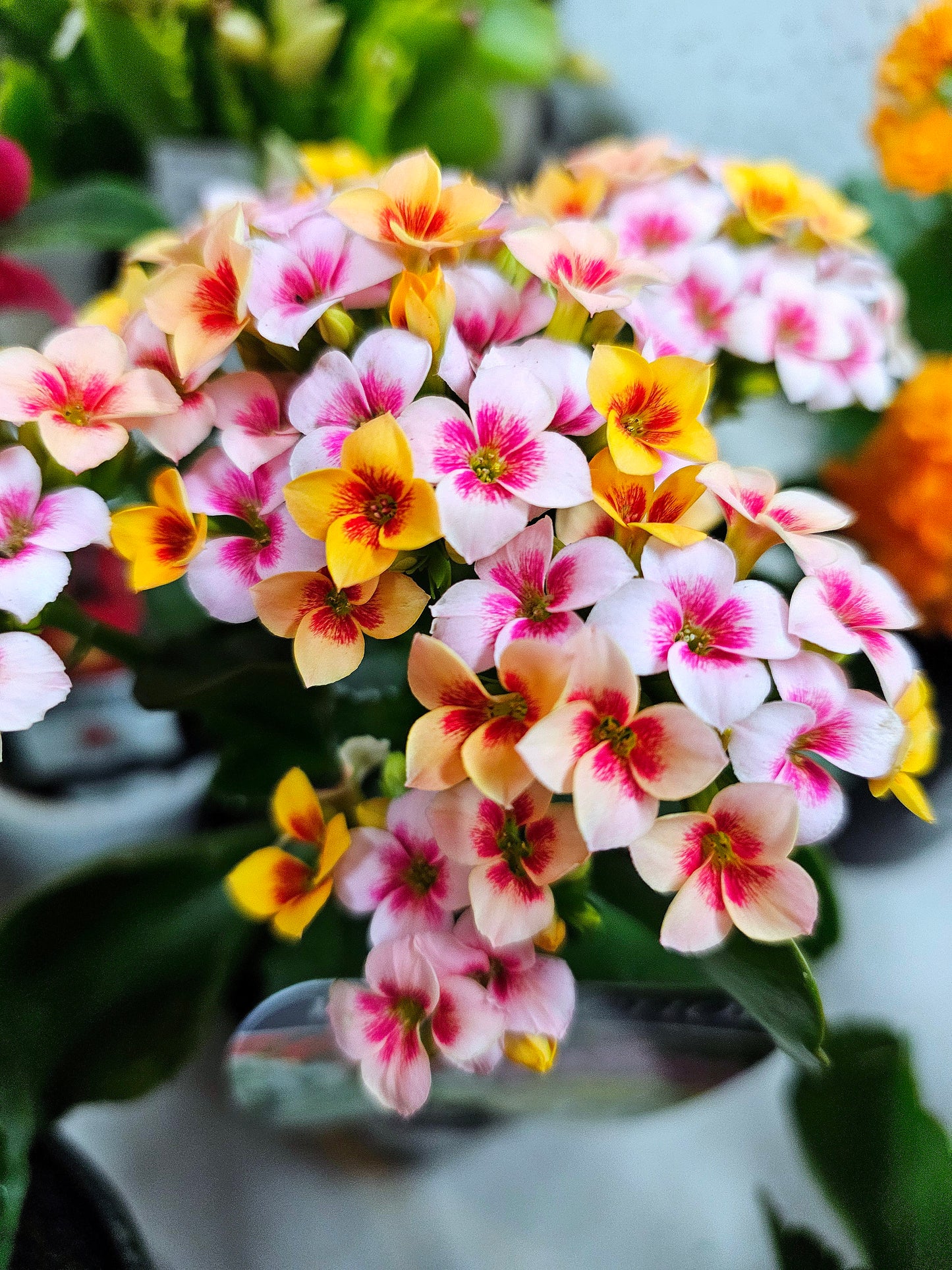 Kalanchoe 2 toned Pink 12cm