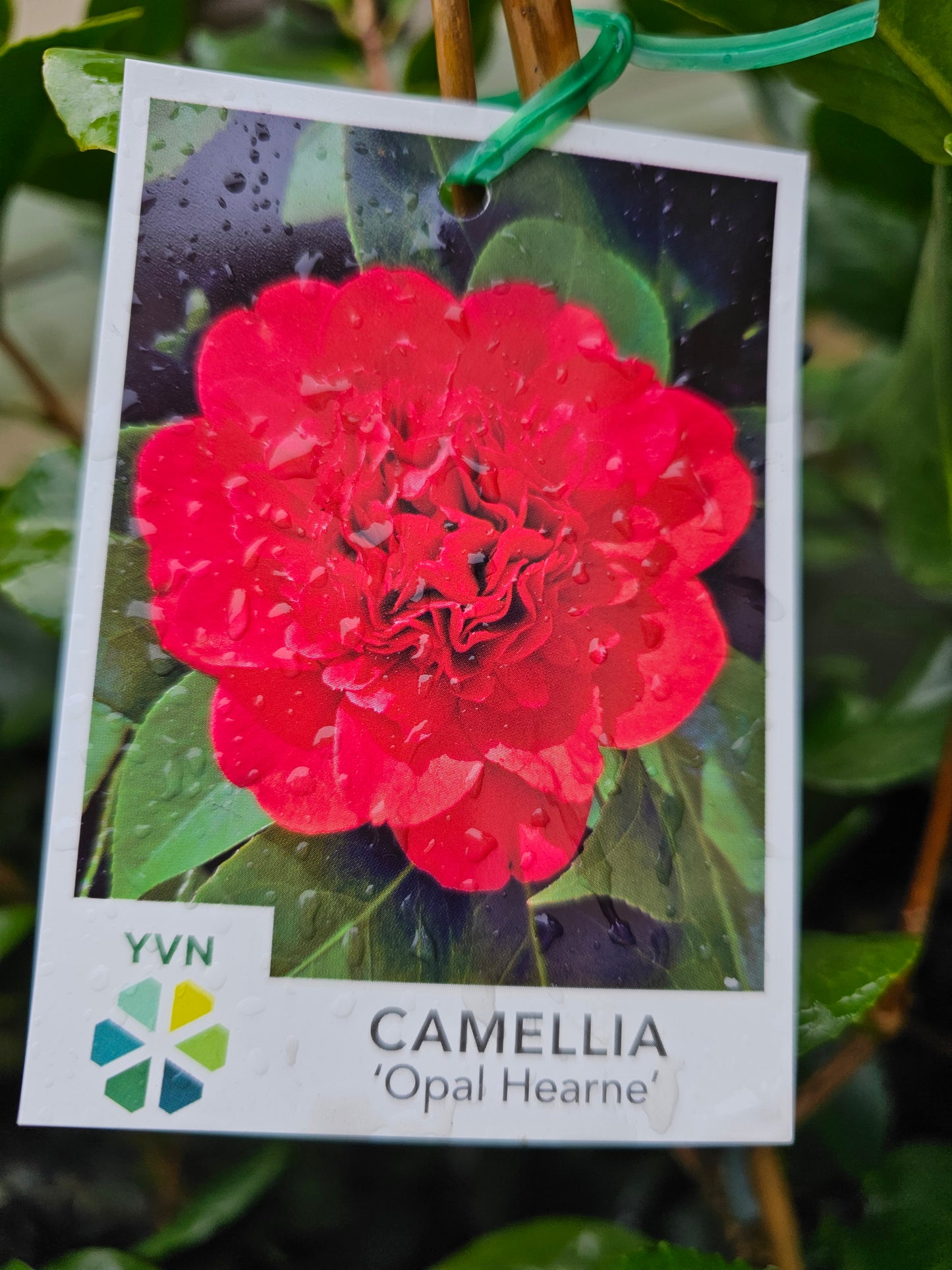 Camellia japonica Opal Hearne 7cm