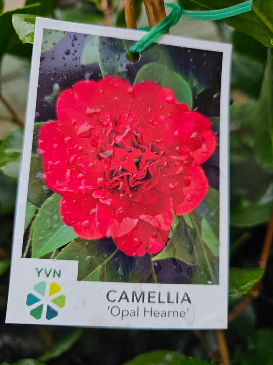 Camellia japonica Opal Hearne 7cm
