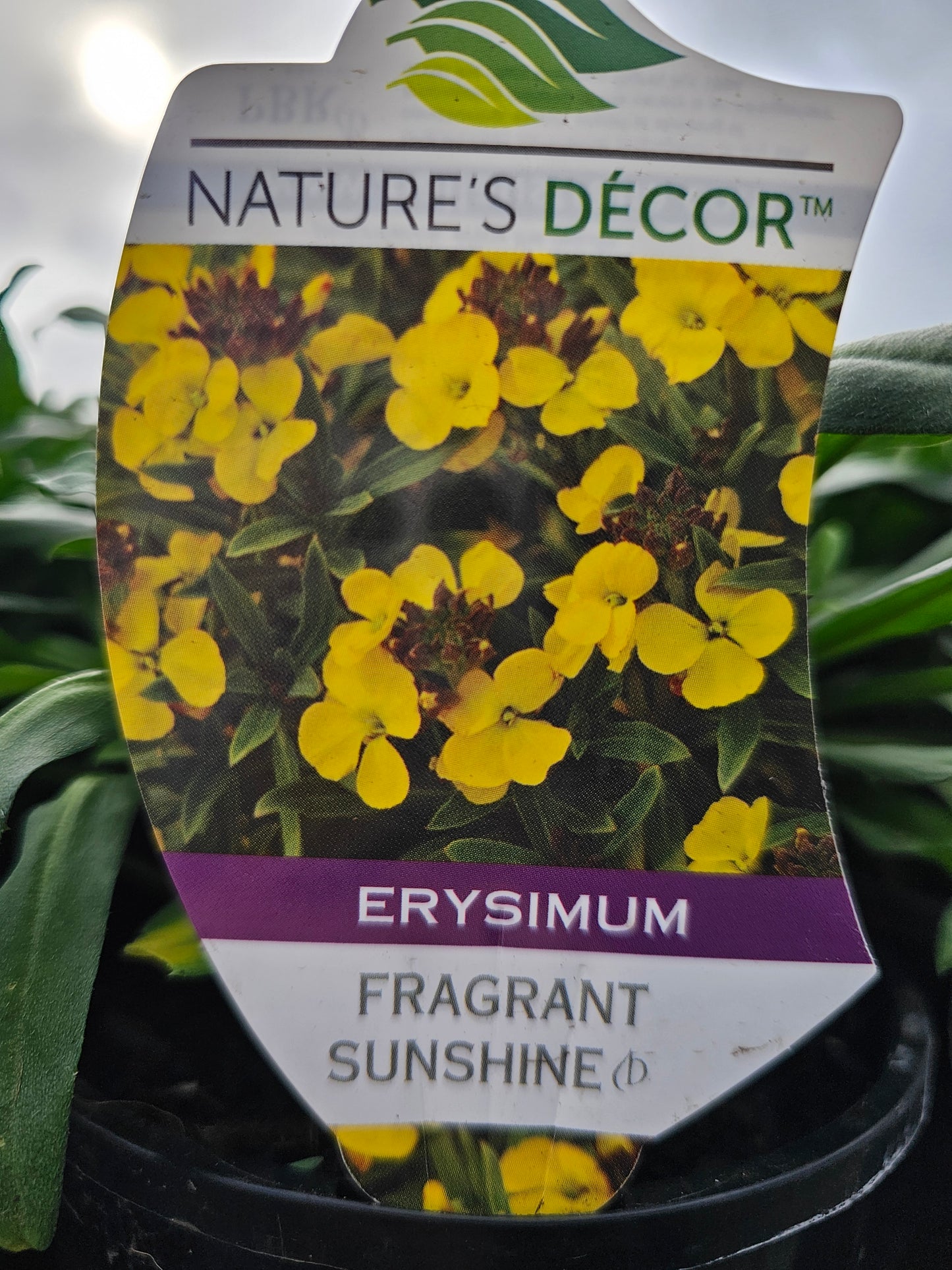 Erysimum 'Fragrant Sunshine' 14cm