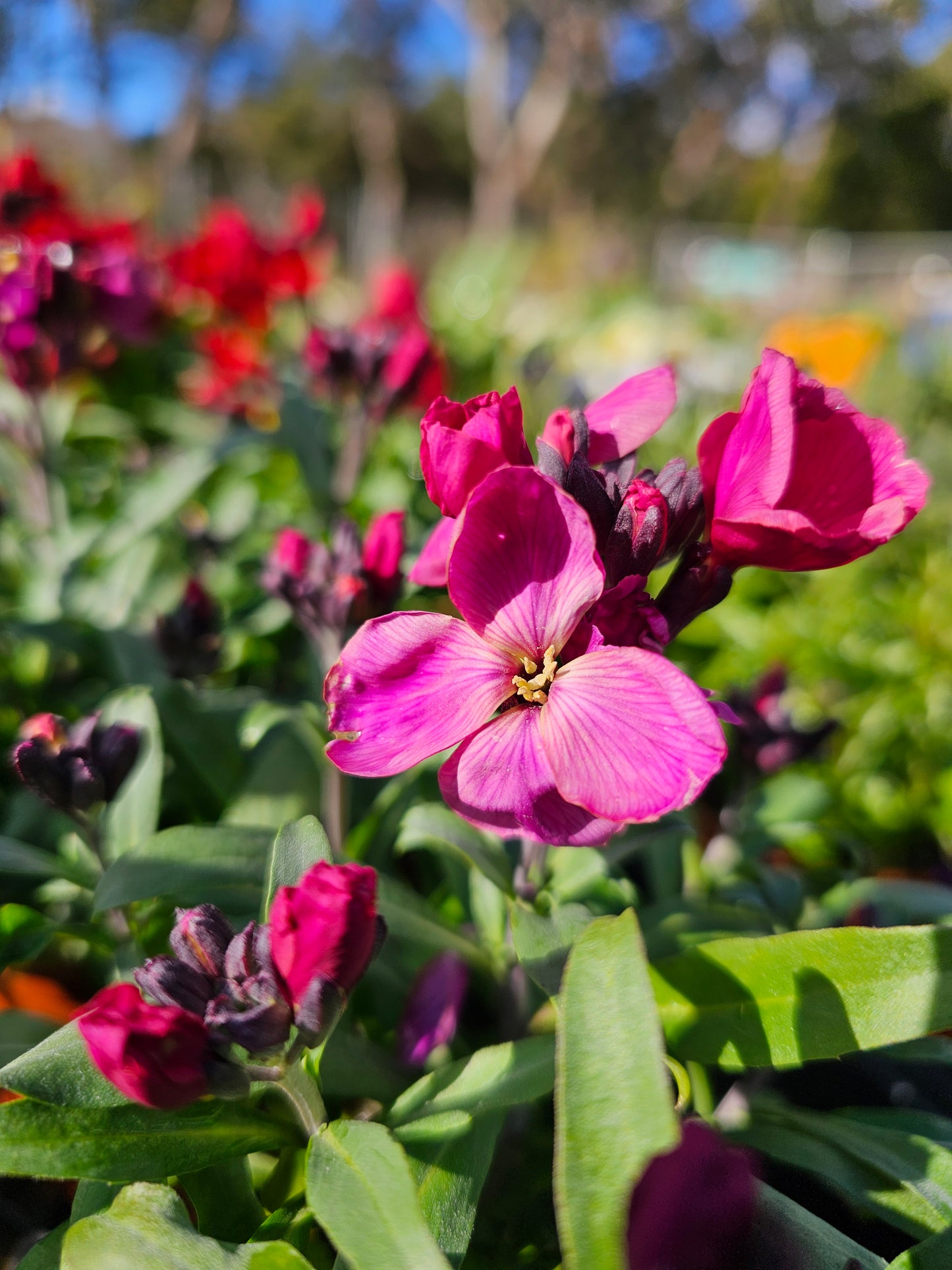 Erysimum 'Wallflower' Assorted 100mm