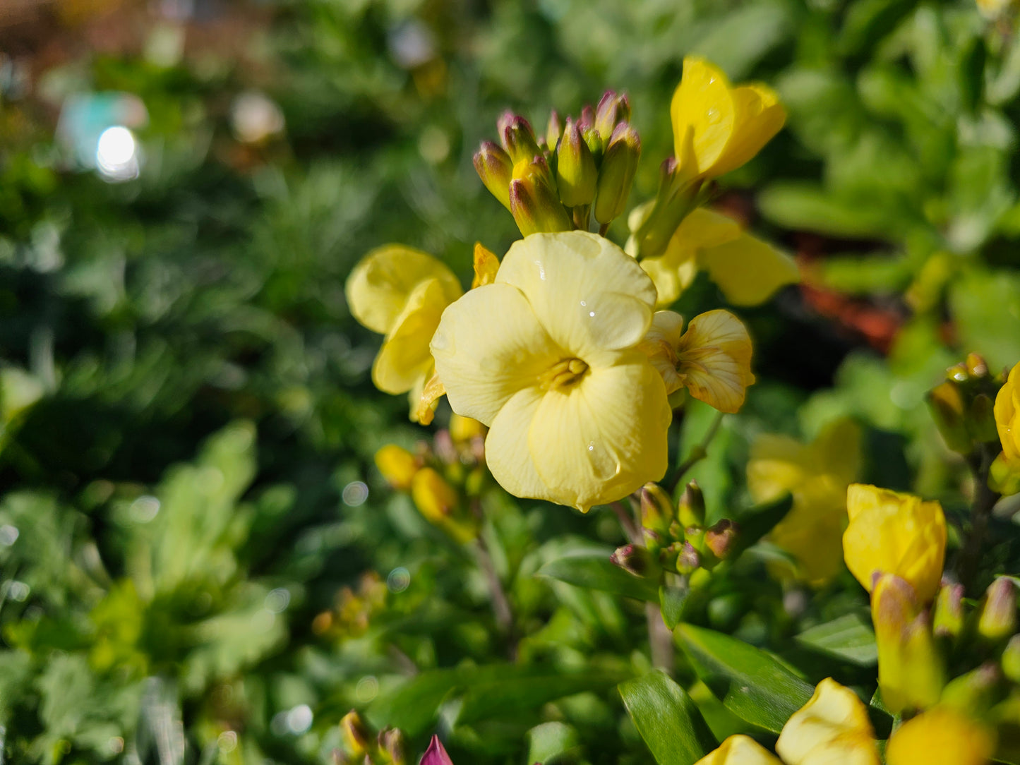 Erysimum 'Wallflower' Assorted 100mm