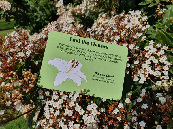 Nature Fun Card Games