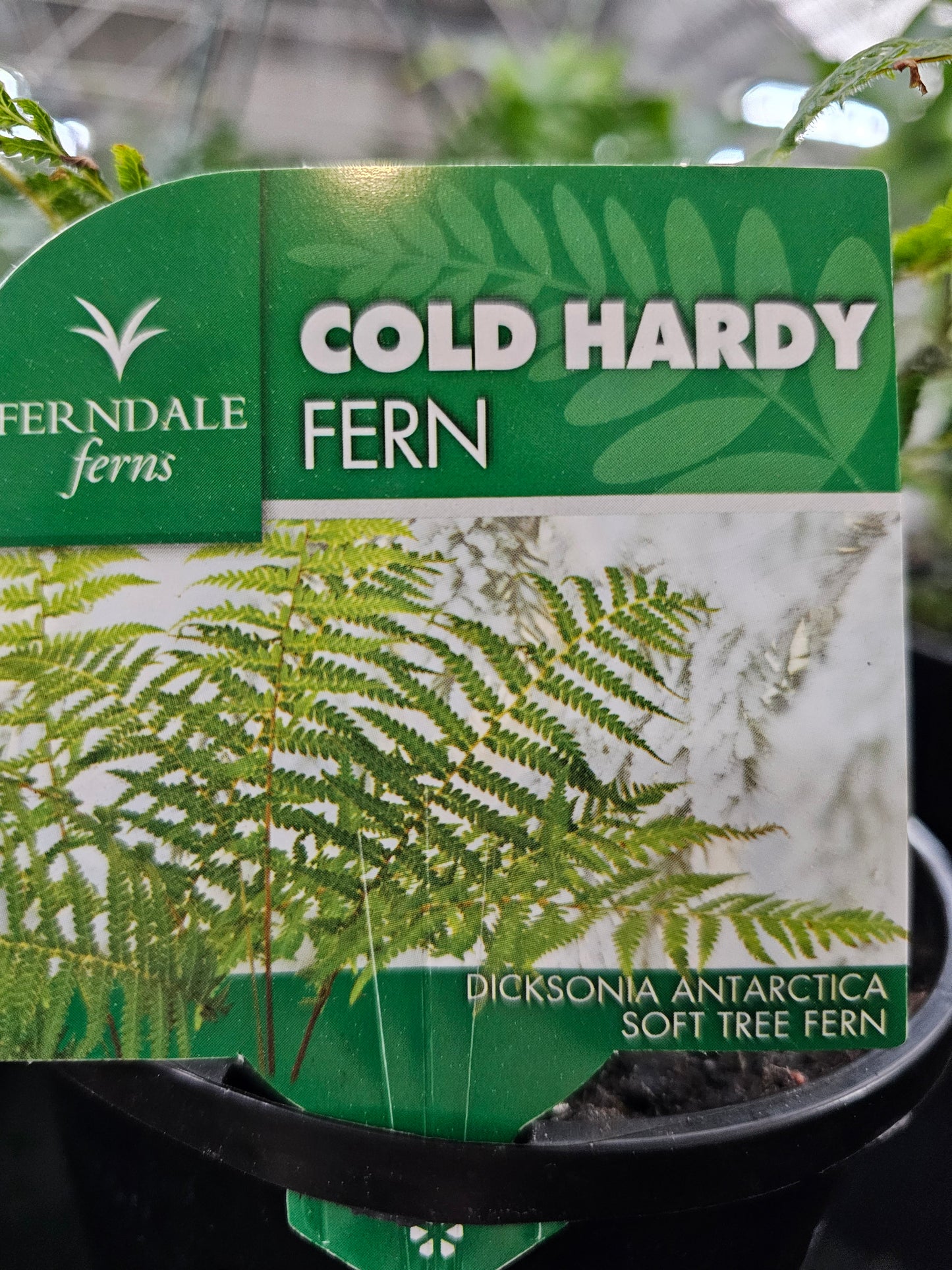 Dicksonia antarctica ’Soft Tree Fern’ 14cm
