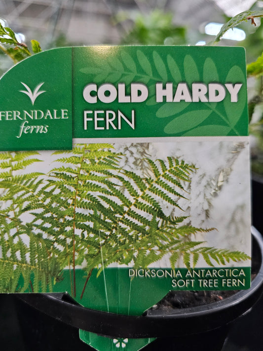 Dicksonia antarctica ’Soft Tree Fern’ 14cm