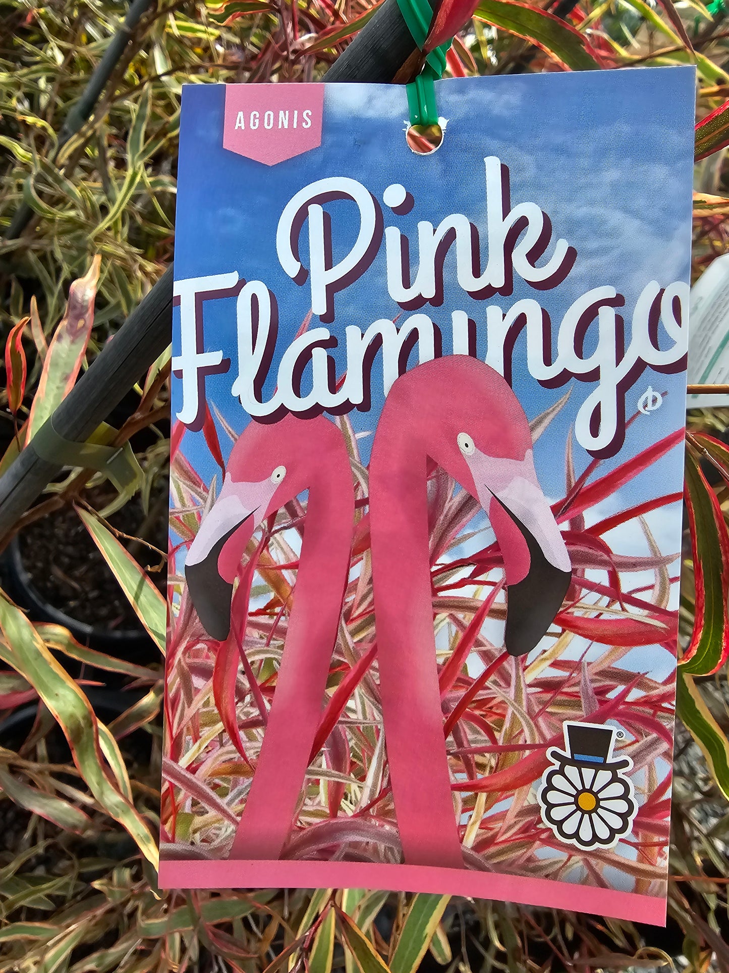 Agonis 'Pink Flamingo' 14cm