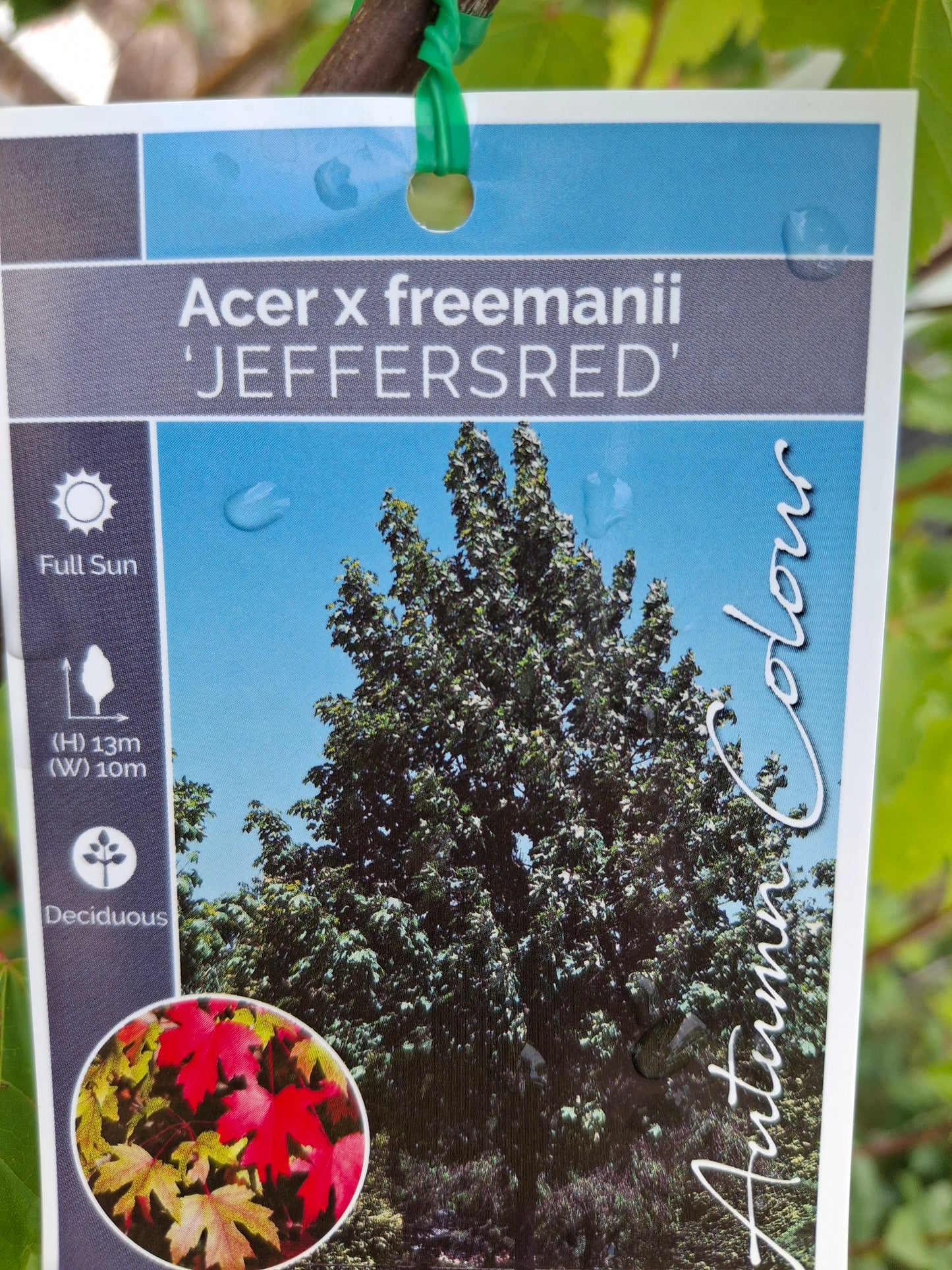 Acer 'Autumn blaze' 20cm