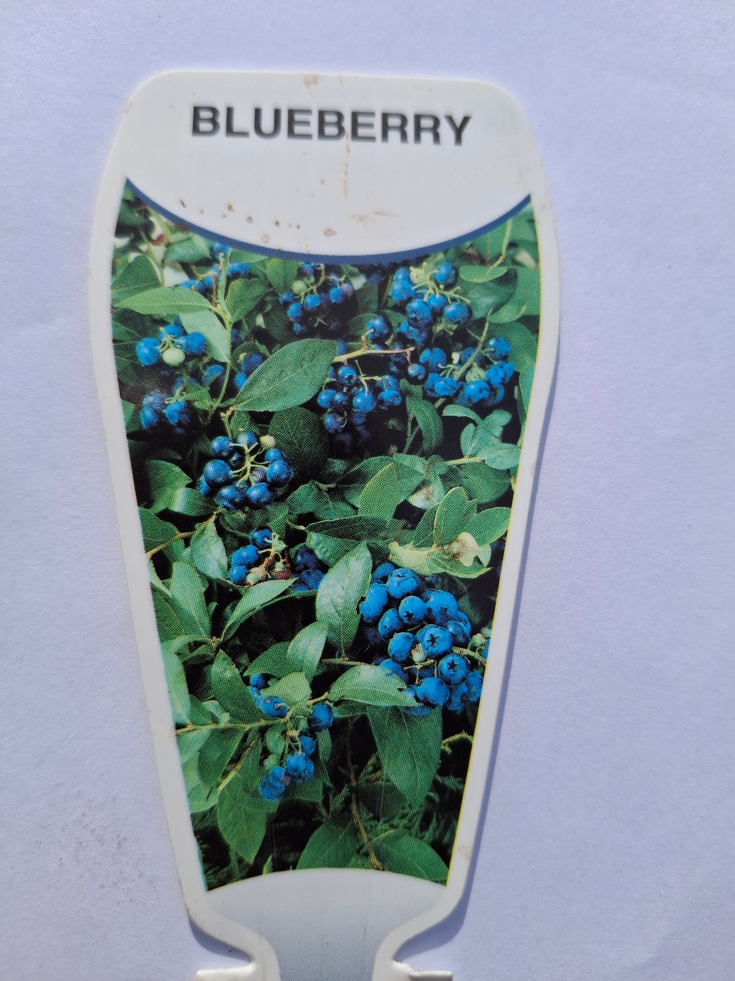 Blueberry 'Mist' 20cm