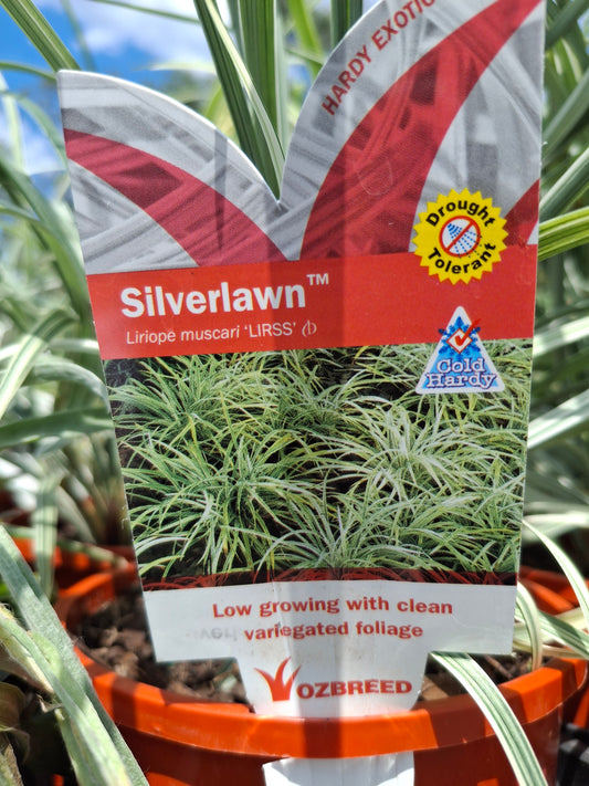 Liriope muscari 'Silverlawn' 14cm