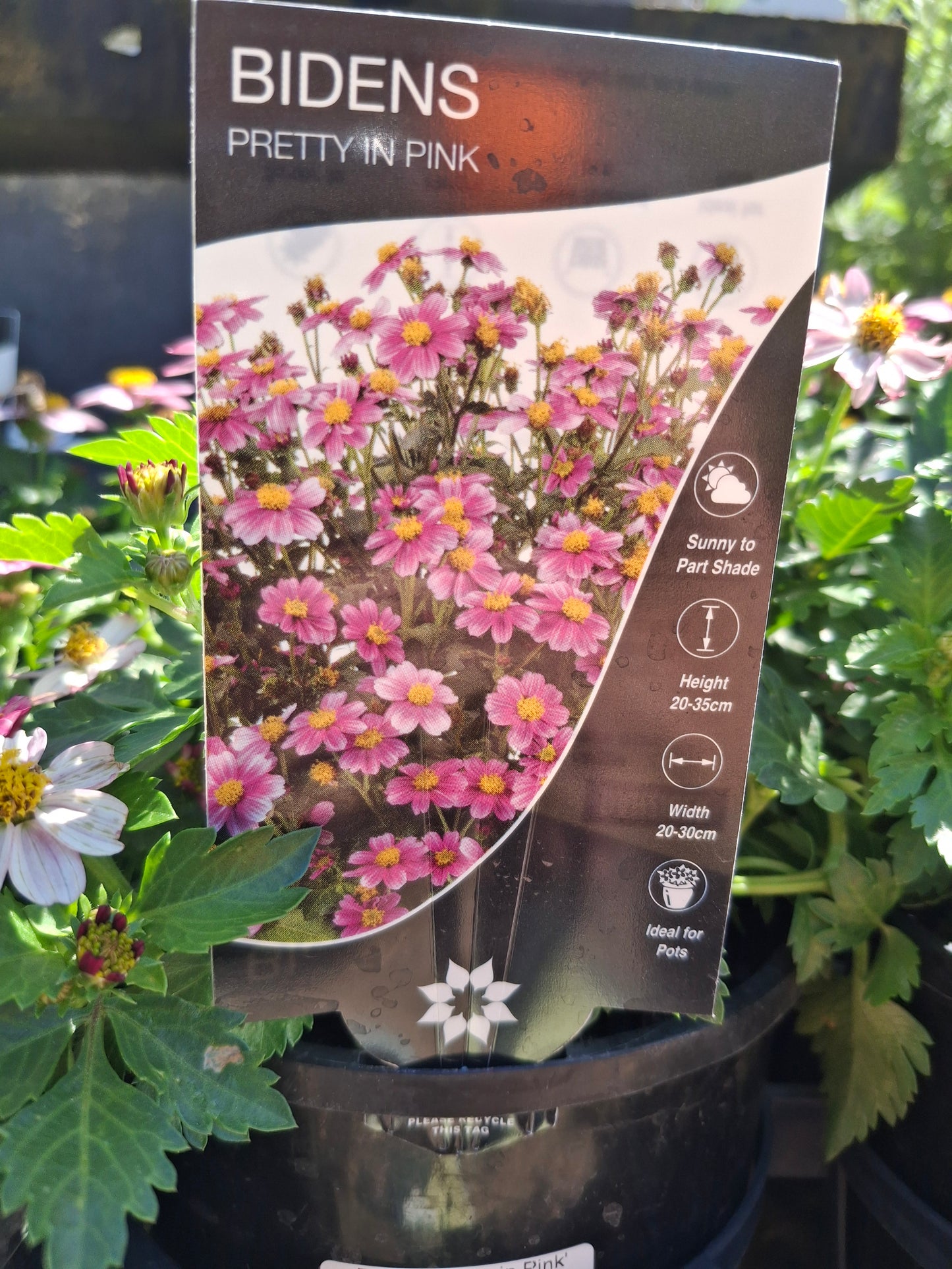 Bidens 'Pretty in Pink' 14cm