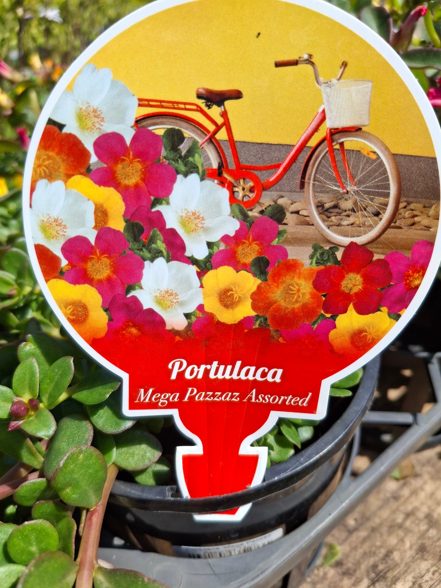 Portulaca 'Mega Pazzaz' Assorted 14cm