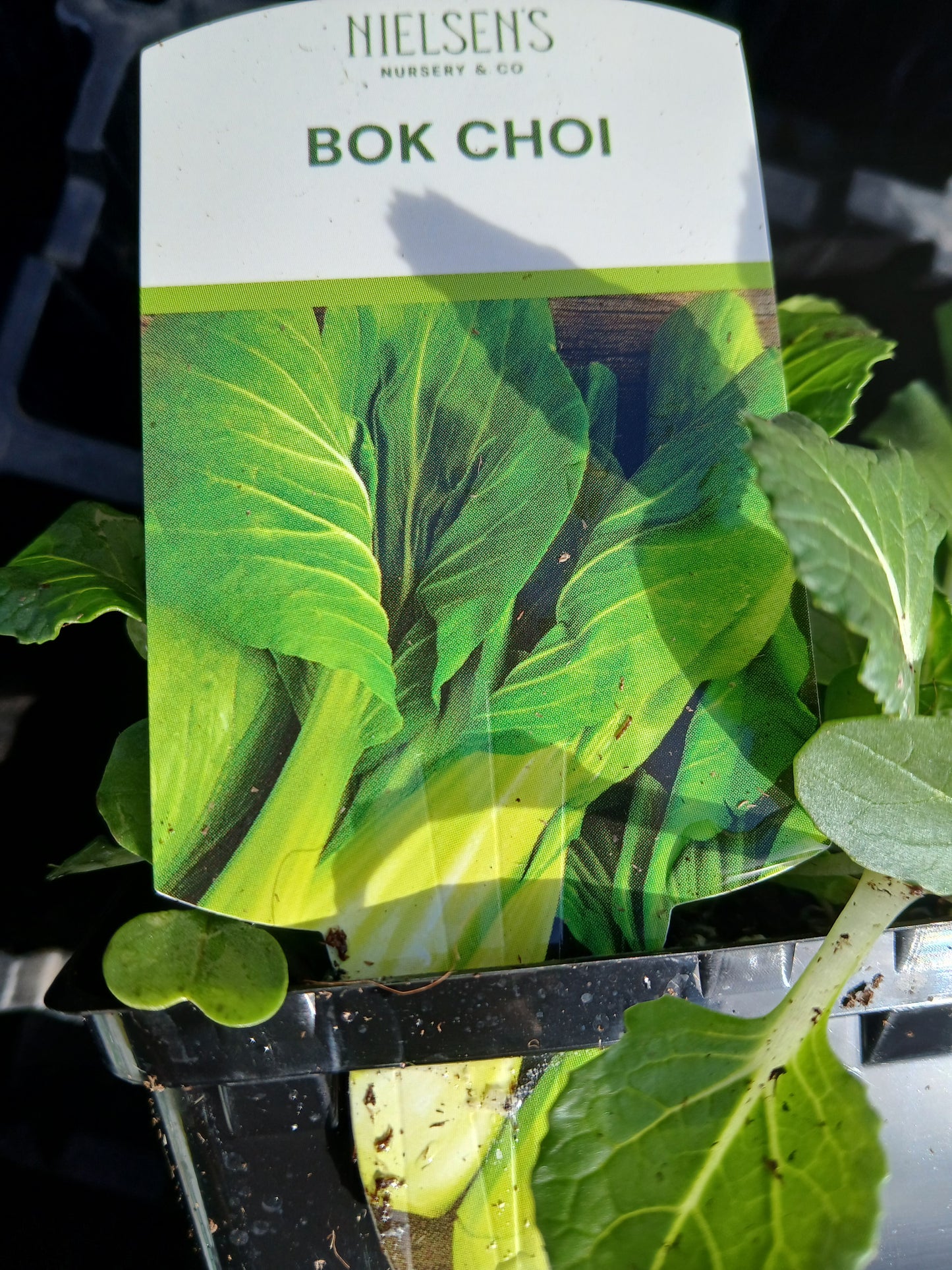 Bok Choi Punnet
