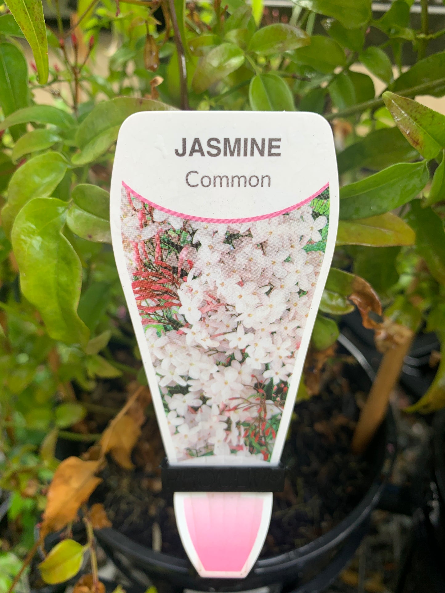 Jasminum polyanthum 'Common Jasmine' 20cm