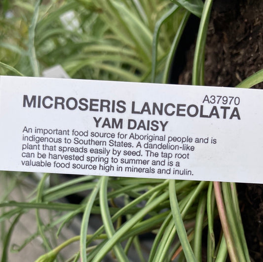 Microseries lanceolata 'Yam Daisy' 14cm