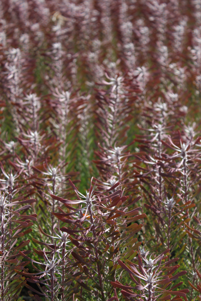 Leucadendron galpinii Purple Haze 14cm