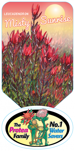 Leucadendron 'Misty Sunrise' 14cm