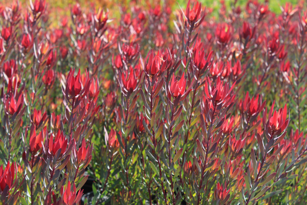 Leucadendron 'Misty Sunrise' 14cm