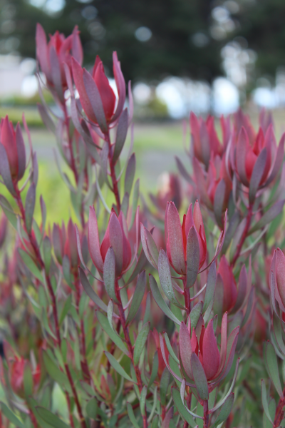 Leucadendron 'Misty Sunrise' 14cm