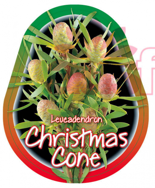 Leucadendron 'Christmas Cone' 25cm