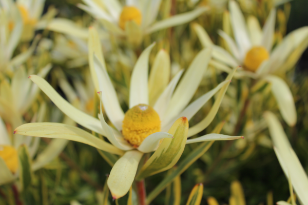 Leucadendron 'Pot of Gold' 14cm