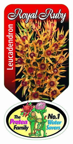 Leucadendron 'Royal Ruby' 14cm