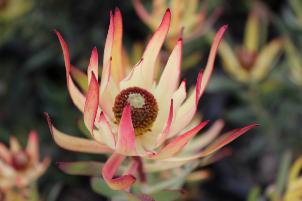 Leucadendron 'Royal Ruby' 14cm