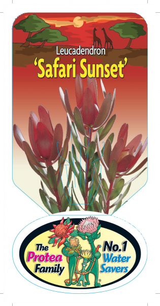 Leucadendron 'Safari Sunset' 25cm
