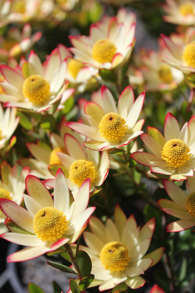 Leucadendron Sundance 14cm