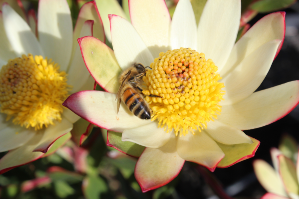 Leucadendron Sundance 14cm