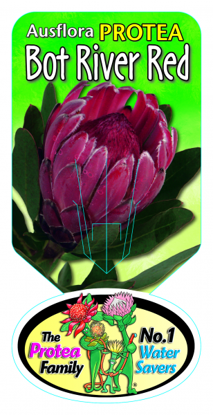 Protea 'Bot River Red' 14cm