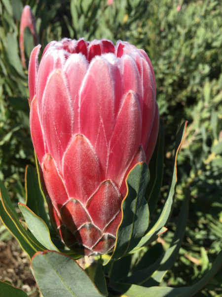 Protea 'Bot River Red' 14cm