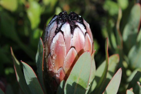 Protea 'Josephine' 20cm