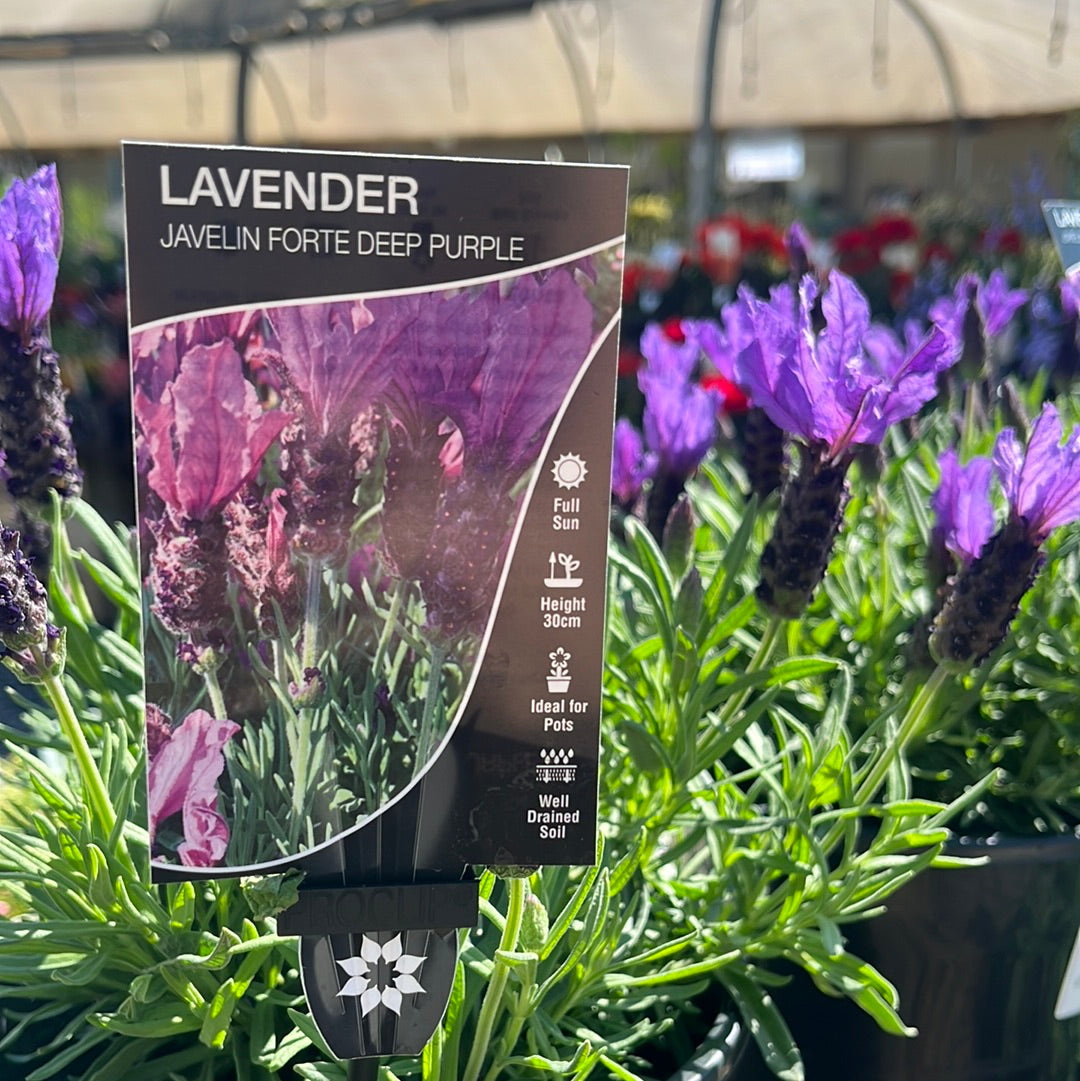 Lavender javelin forte ‘Deep Purple’ 14cm