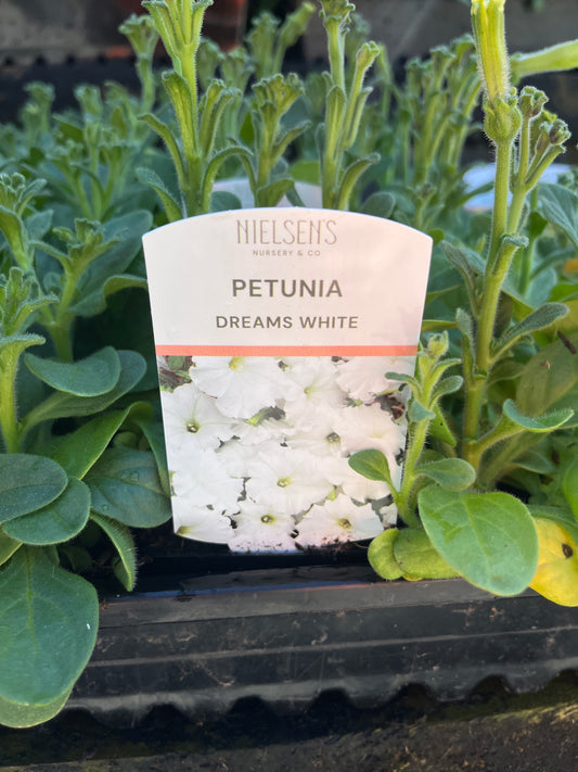 Petunia Dreams White Punnet