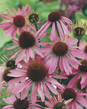 Rudbeckia Echinacea Purpurea 12cm